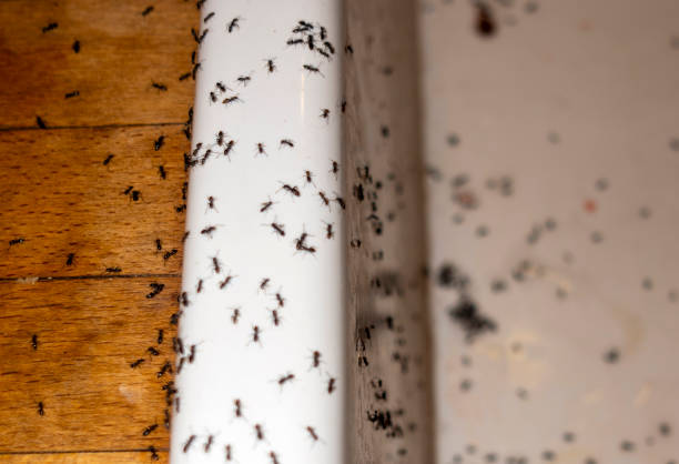 Best Ant Control Services  in Central City, PA