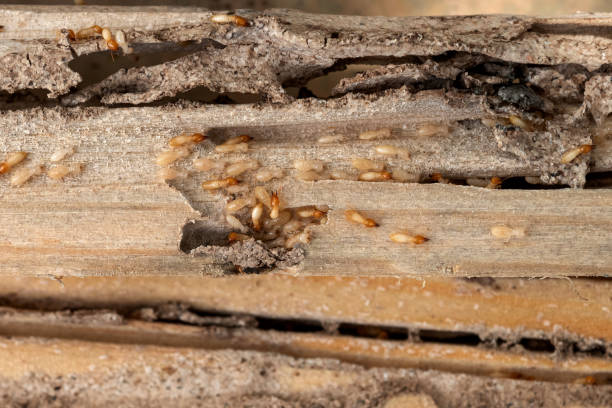 Best Affordable Pest Control Services  in Central City, PA